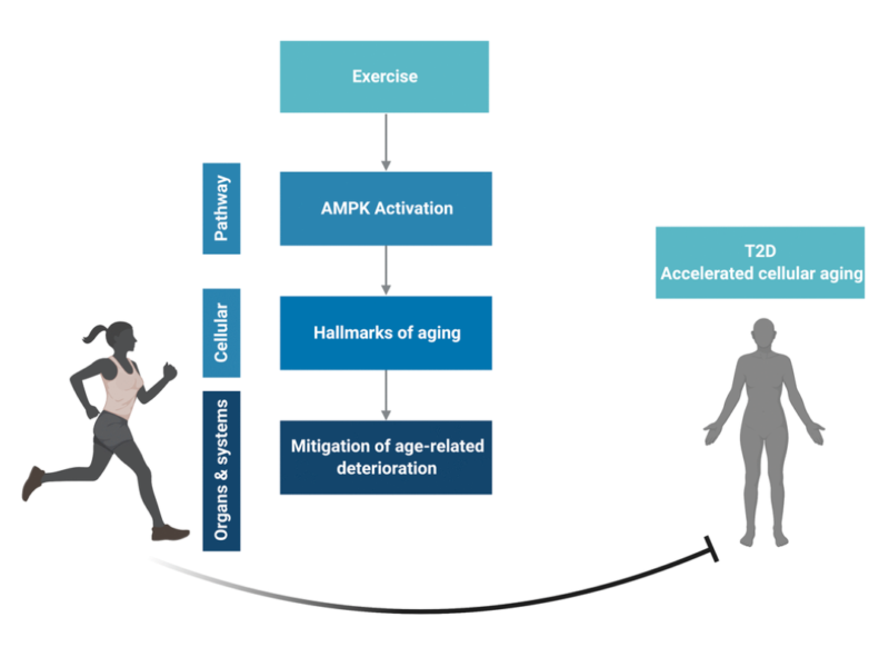 Figure 4. Conceptual overview. Created in BioRender