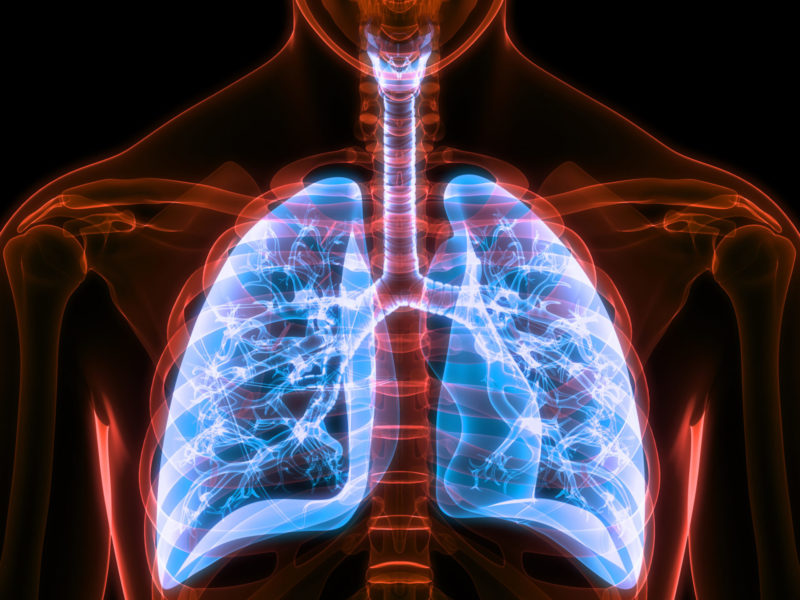 Human Respiratory System Lungs Anatomy