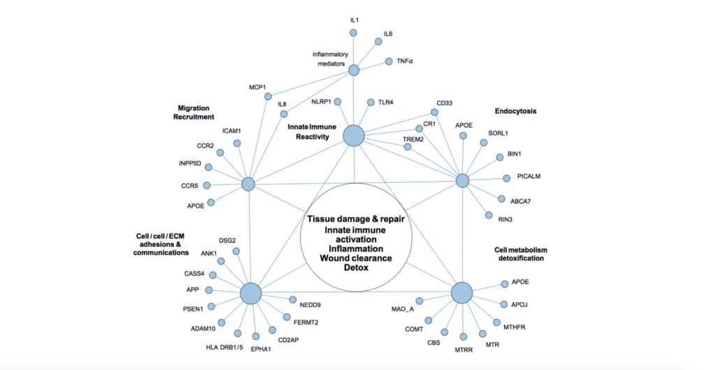 Figure 2. The network of genetic polymorphisms associated with Alzheimer’s disease.