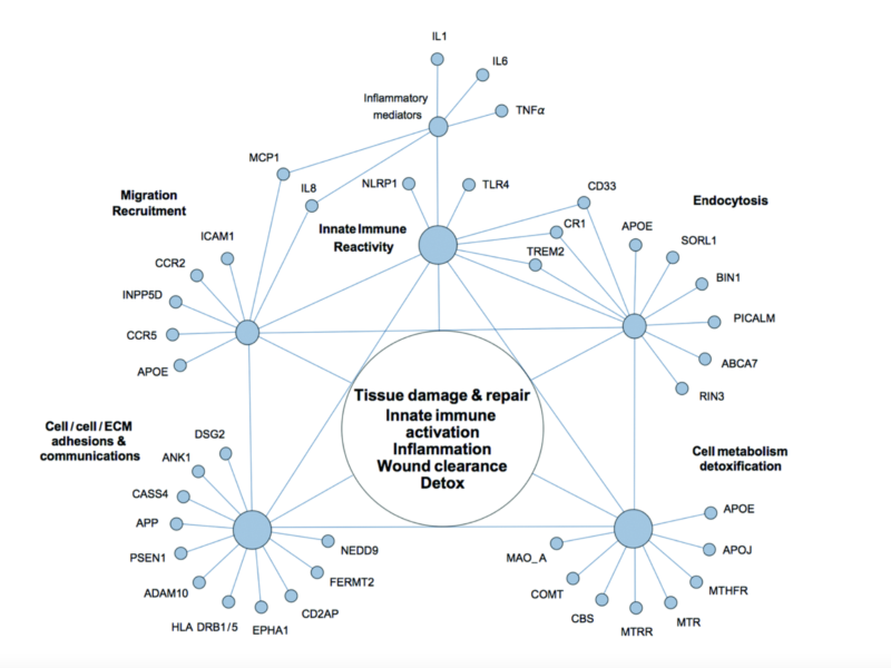 Figure 2. The network of genetic polymorphisms associated with Alzheimer’s disease.
