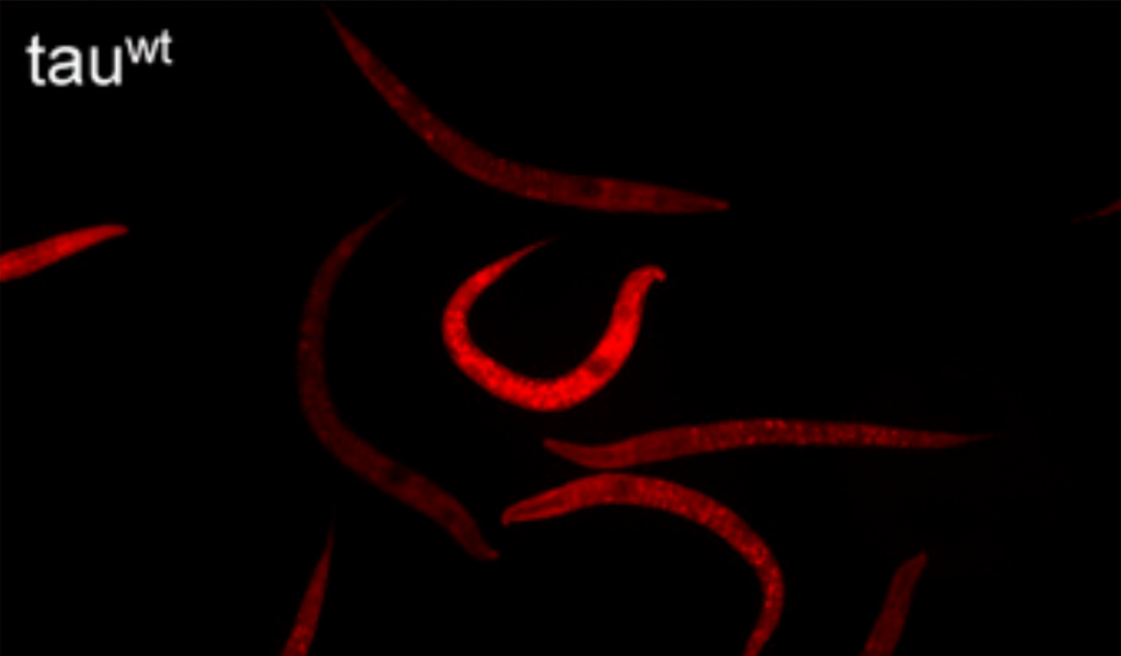 Figure 2. Altered mitochondrial morphology and activity in tauwt-expressing larvae. (Truncated)