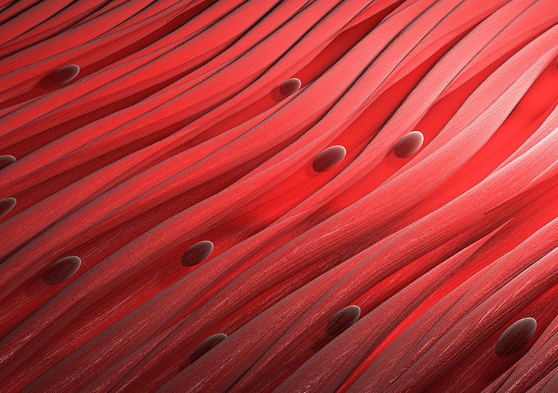 Muscle tissue