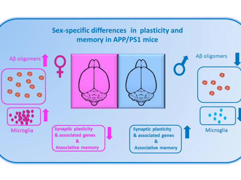 Figure 1. The diagram shows sex-specific alterations in plasticity and memory and the associated changes in amyloid beta (Aβ) pathology and inflammatory response in APP/PS1 mice.