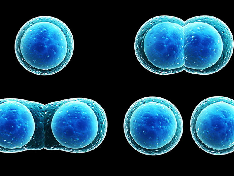 Replicative Senescence