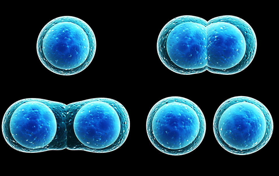 Replicative Senescence