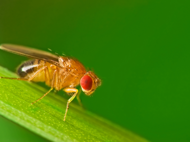 Fruit flies