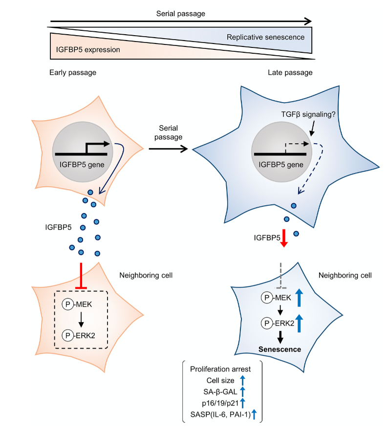Figure 6. Schematic summary of our findings. MEFs at early passage secrete certain levels of IGFBP5. Secreted IGFBP5 proteins inhibit MEK/ERK2 by attenuating their phosphorylation (P) in the neighboring cell, leading to suppression of cellular senescence. IGFBP5 secretion is decreased during serial passage, causing activation of ERK2 and cellular senescence.
