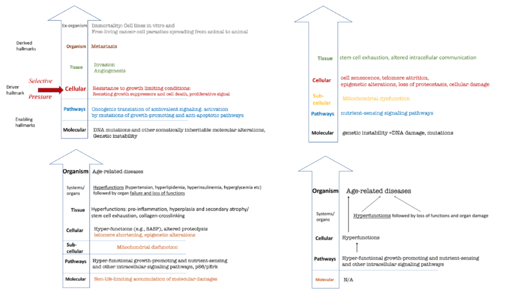 Hallmarks of Cancer and Aging