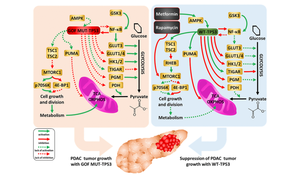 Figure 16. Influences of mutant and WT-TP53 on mitochondrial activity and glucose metabolism and effects of rapamycin and metformin. The effects of WT and mutant TP53 on key enzymes important in glycolysis and how they can influence metabolism and PDAC tumor growth. In our studies, we have examined the effect of GOF mutant TP53 and in some cases WT TP53. In addition, sites of interaction of the type 2 diabetes drug metformin and the immunosuppressive drug rapamycin and their effects on AMPK and mTORC1 are indicated. TP53 can induce mitochondrial apoptosis pathway by regulating the expression of PUMA and other proteins.