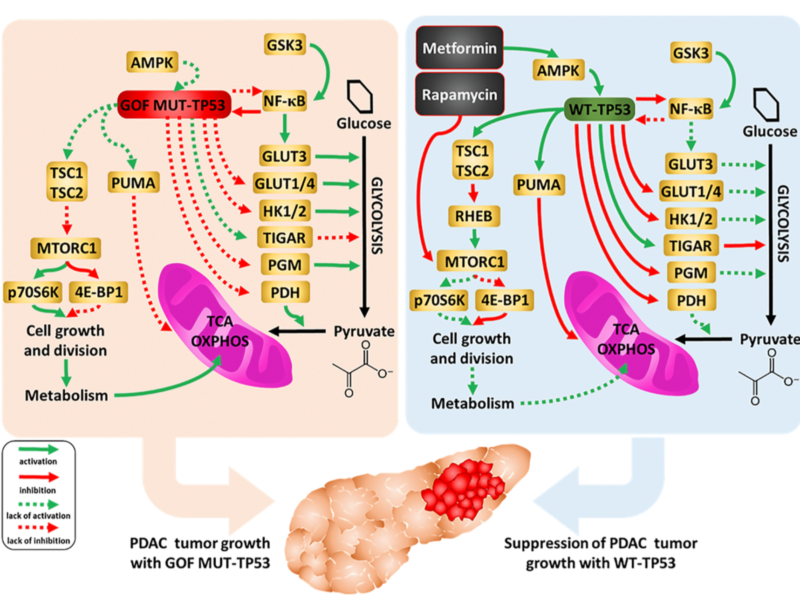 Figure 16. Influences of mutant and WT-TP53 on mitochondrial activity and glucose metabolism and effects of rapamycin and metformin. The effects of WT and mutant TP53 on key enzymes important in glycolysis and how they can influence metabolism and PDAC tumor growth. In our studies, we have examined the effect of GOF mutant TP53 and in some cases WT TP53. In addition, sites of interaction of the type 2 diabetes drug metformin and the immunosuppressive drug rapamycin and their effects on AMPK and mTORC1 are indicated. TP53 can induce mitochondrial apoptosis pathway by regulating the expression of PUMA and other proteins.
