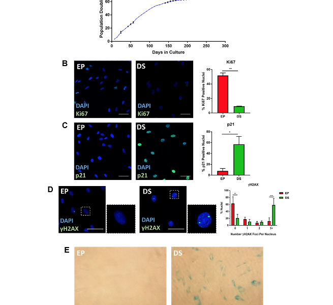 Senescence-associated morphological profiles (SAMPs): an image-based phenotypic profiling method for evaluating the inter and intra model heterogeneity of senescence