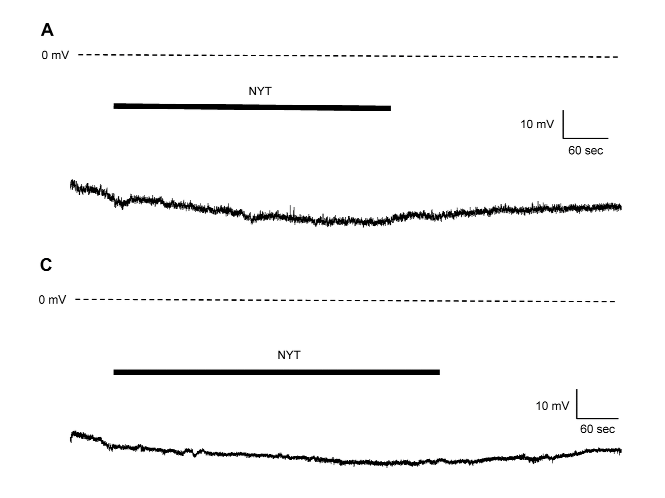 The effects of ninjin’yoeito on the electrophysiological properties of dopamine neurons in the ventral tegmental area/substantia nigra pars compacta and medium spiny neurons in the nucleus accumbens