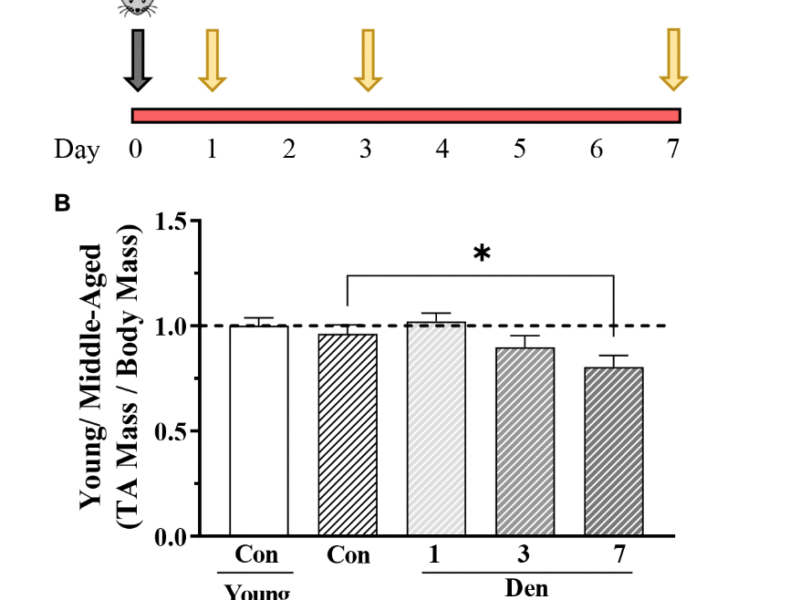 Denervation induces mitochondrial decline and exacerbates lysosome dysfunction in middle-aged mice