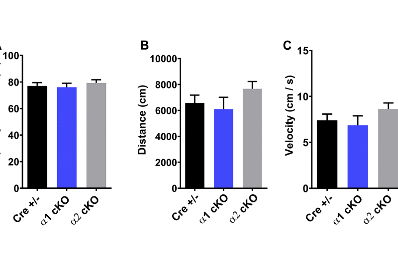 Isoform-specific effects of neuronal repression of the AMPK catalytic subunit on cognitive function in aged mice