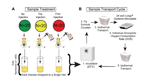 RNA virus-mediated changes in organismal oxygen consumption rate in young and old Drosophila melanogaster males