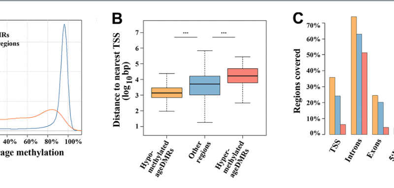 Age-related methylation changes in the human sperm epigenome