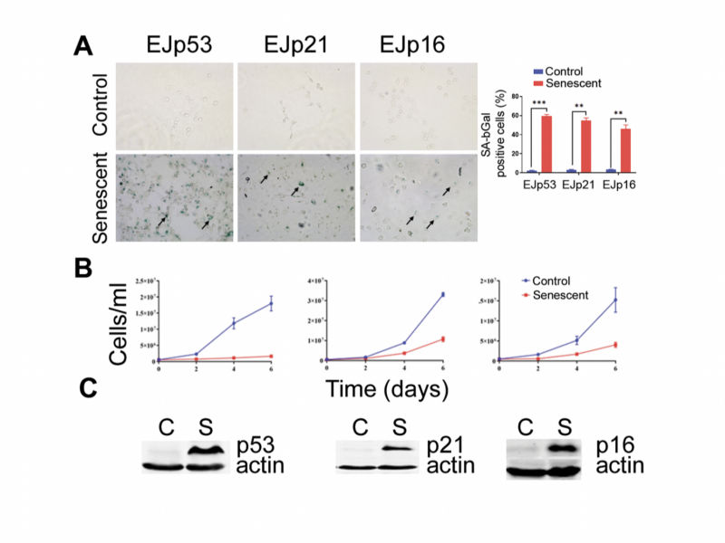 Characterization of the HDAC/PI3K inhibitor CUDC-907 as a novel senolytic