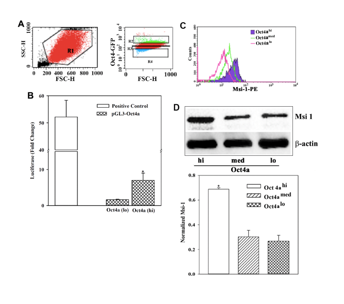 Increased expression of musashi 1 on breast cancer cells has implication to understand dormancy and survival in bone marrow