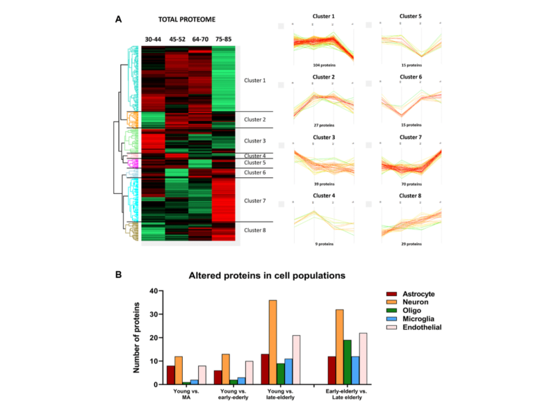 Proteostatic modulation in brain aging without associated Alzheimer’s disease-and age-related neuropathological changes