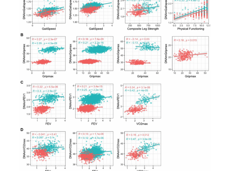 DNAmFitAge: biological age indicator incorporating physical fitness
