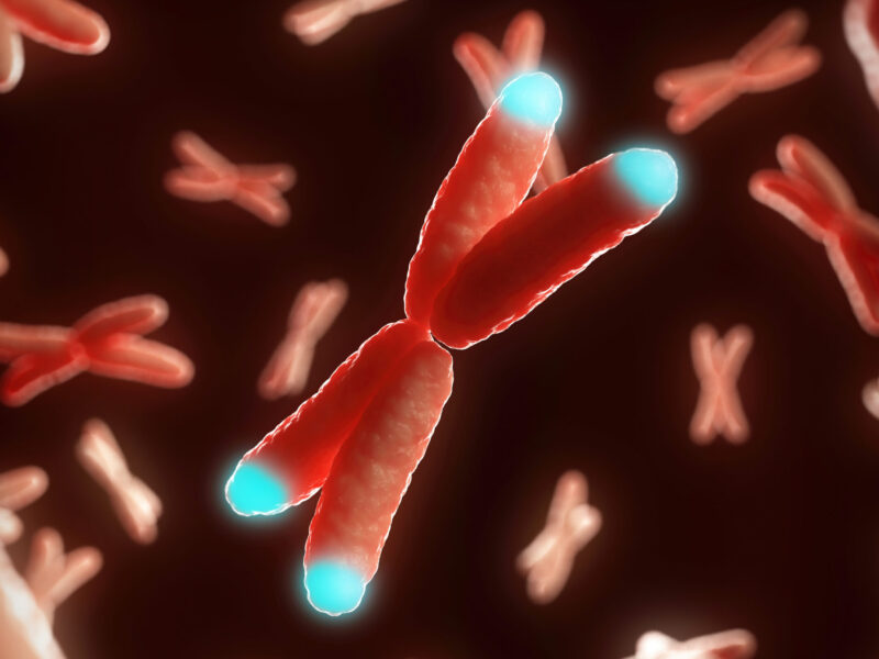 How Telomere Dysfunction Affects Female Fertility (A Mouse Study)