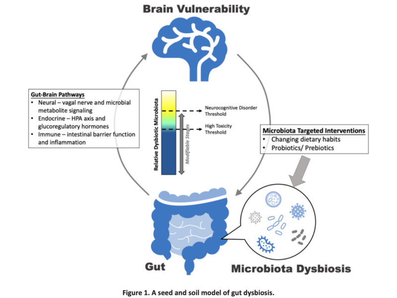 Figure 1. A seed and soil model of gut dysbiosis.