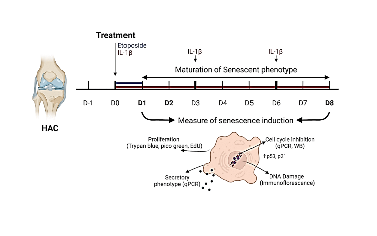Development of a DNA damage-induced senescence model in osteoarthritic chondrocytes