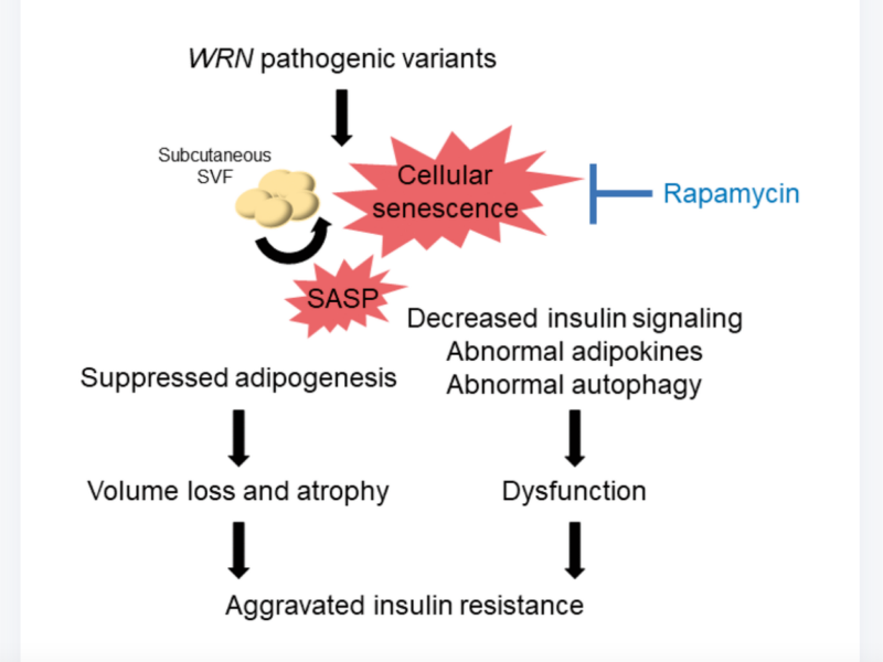 Figure 7. Schematic illustration of the lipodystrophy and insulin resistance exhibited by patients with Werner syndrome.