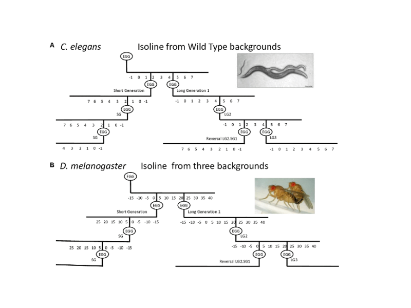 Parental age effect on the longevity and healthspan in Drosophila melanogaster and Caenorhabditis elegans