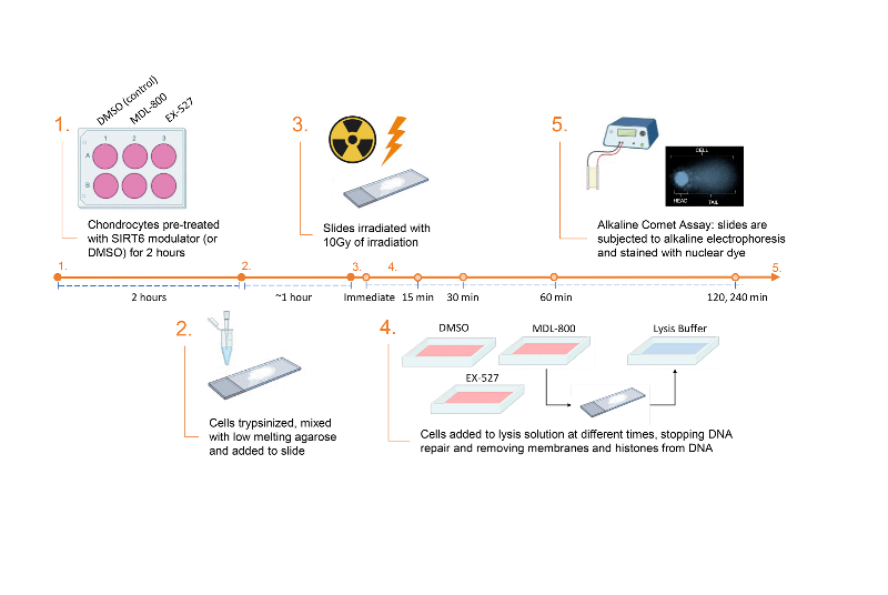 Sirtuin 6 activation rescues the age-related decline in DNA damage repair in primary human chondrocytes