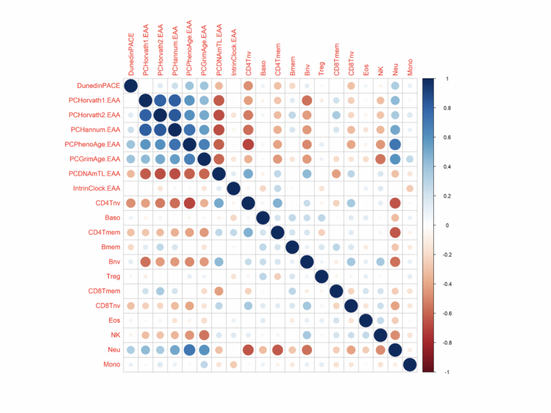 Exploring the effects of Dasatinib, Quercetin, and Fisetin on DNA methylation clocks: a longitudinal study on senolytic interventions