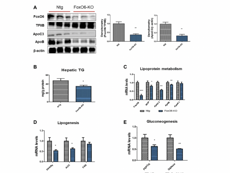 FoxO6-mediated ApoC3 upregulation promotes hepatic steatosis and hyperlipidemia in aged rats fed a high-fat diet