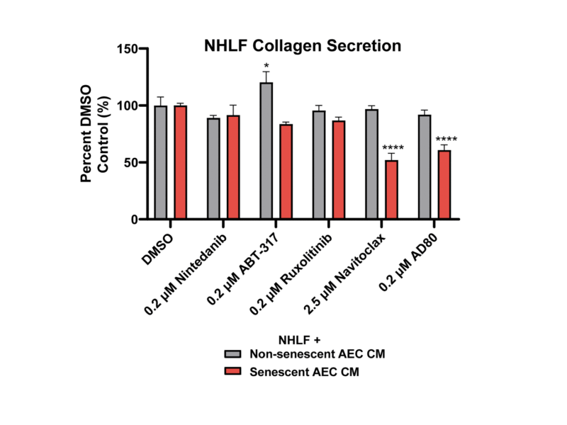 Modulating in vitro lung fibroblast activation via senolysis of senescent human alveolar epithelial cells