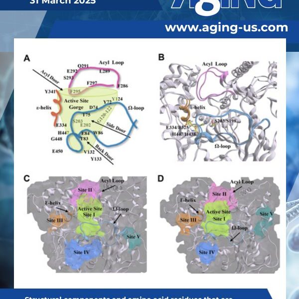 Aging Volume 17, Issue 3