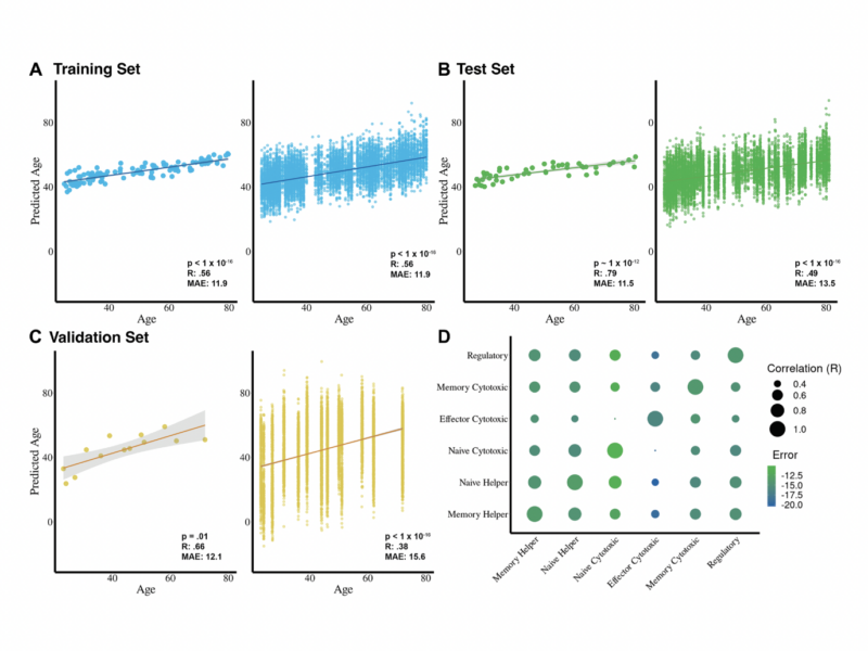 Single-cell transcriptomics reveal intrinsic and systemic T cell aging in COVID-19 and HIV